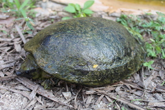 Dermatemys mawii