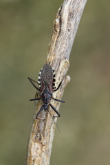 Rhynocoris cuspidatus