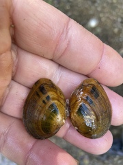 Fusconaia subrotunda