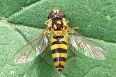 Meligramma cincta
