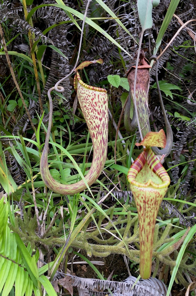 Nepenthes vogelii from Ba'kelalan, Sarawak, Malaysia on May 21, 2017 at ...