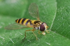 Meligramma cincta
