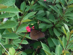 Euploea core amymone