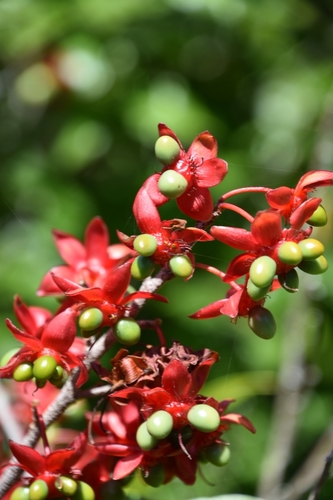 Ochna serrulata