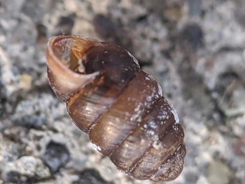 Moss Chrysalis-snail, 340 Tower Road, Cornell University, Ithaca, NY 14853, USA, photo 5 of 10