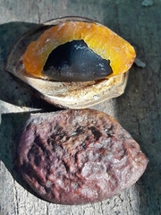 Copaifera langsdorffii