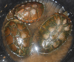 Kinosternon sonoriense