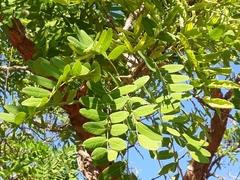 Enterolobium gummiferum