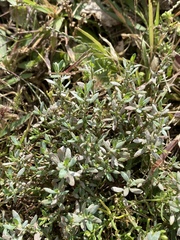 Polygonum buxiforme