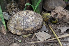 Terrapene carolina yucatana