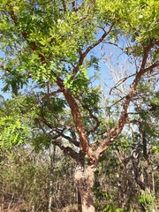 Enterolobium gummiferum