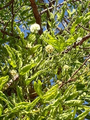 Enterolobium gummiferum