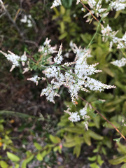 Polygonella polygama polygama