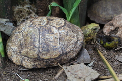 Terrapene carolina yucatana
