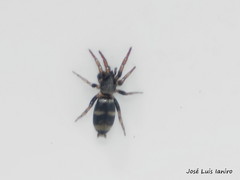 Latonigena