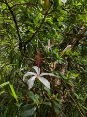 Hibiscus arnottianus