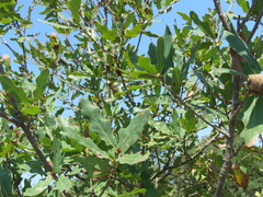 Quercus laceyi