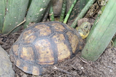 Terrapene carolina yucatana