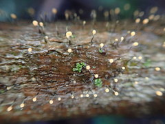 Stilbocrea gracilipes