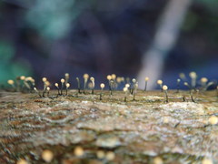 Stilbocrea gracilipes