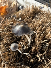 Coprinopsis macrocephala