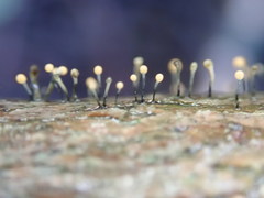 Stilbocrea gracilipes