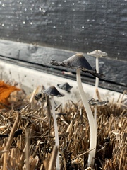 Coprinopsis macrocephala