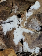 Sclerotinia sclerotiorum