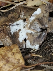 Sclerotinia sclerotiorum