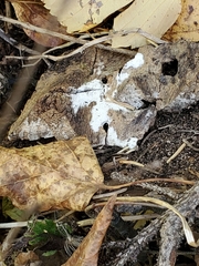 Sclerotinia sclerotiorum