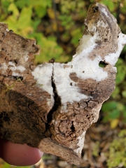 Sclerotinia sclerotiorum