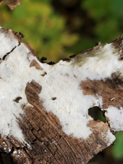 Sclerotinia sclerotiorum