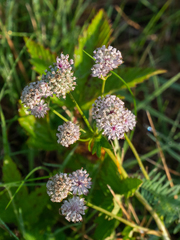 Astrantia