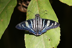 Jemadia gnetus