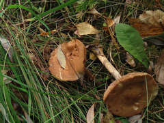 Hebeloma odoratissimum