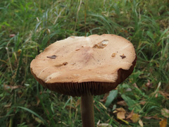 Hebeloma odoratissimum