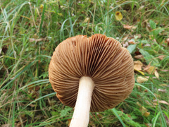 Hebeloma odoratissimum