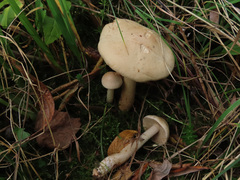 Hebeloma odoratissimum