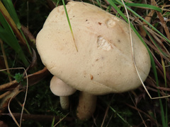 Hebeloma odoratissimum