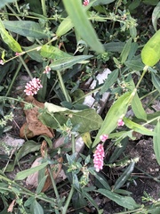 Persicaria