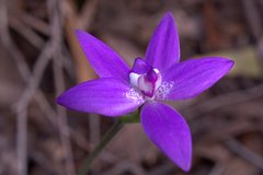 Glossodia