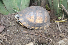 Terrapene carolina yucatana