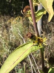 Inula racemosa
