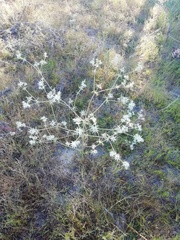 Eryngium heterophyllum