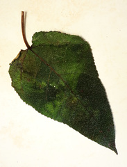 Ficus eumorpha