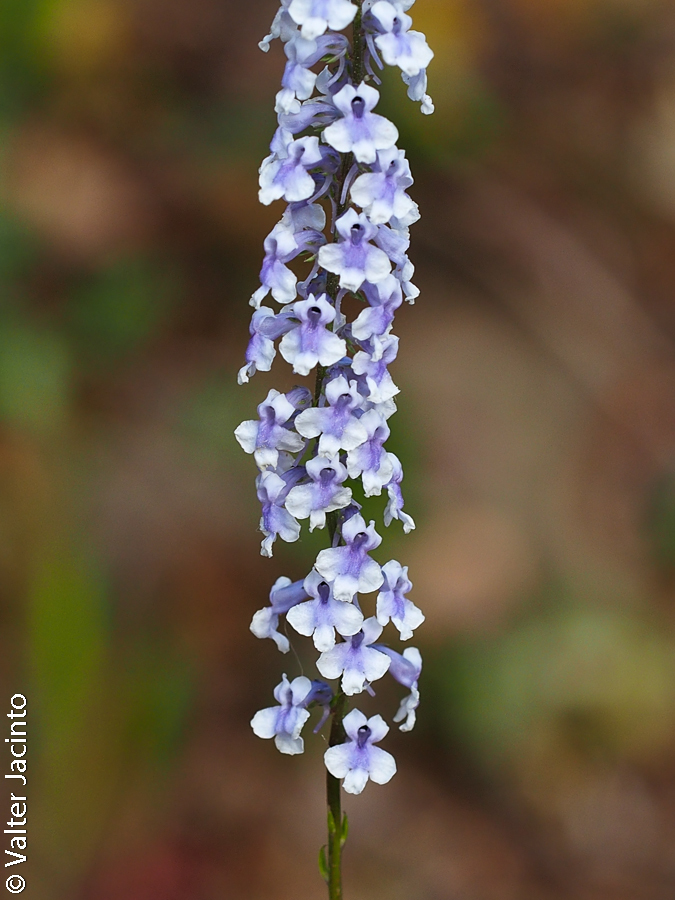 Anarrhinum