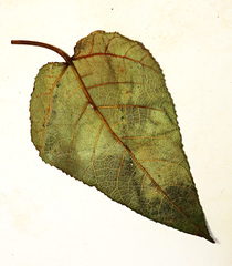 Ficus eumorpha
