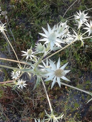 Eryngium heterophyllum