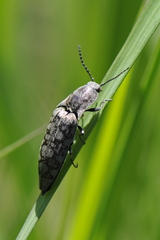 Actenicerus siaelandicus