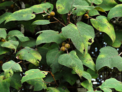 Ficus eumorpha